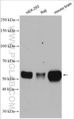 Beclin 1 Antibody in Western Blot (WB)