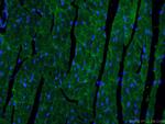 Beclin 1 Antibody in Immunohistochemistry (PFA fixed) (IHC (PFA))