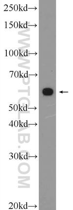 Beclin 1 Antibody in Western Blot (WB)