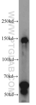 Beclin 1 Antibody in Western Blot (WB)