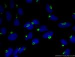 GOLGA2/GM130 Antibody in Immunocytochemistry (ICC/IF)