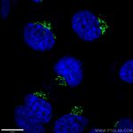 GOLGA2/GM130 Antibody in Immunocytochemistry (ICC/IF)