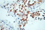 GOLGA2/GM130 Antibody in Immunohistochemistry (Paraffin) (IHC (P))