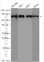 GOLGA2/GM130 Antibody in Western Blot (WB)