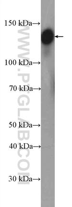 GOLGA2/GM130 Antibody in Western Blot (WB)