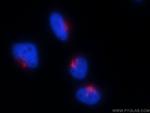 GOLGA2/GM130 Antibody in Immunocytochemistry (ICC/IF)