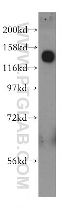 GOLGA2/GM130 Antibody in Western Blot (WB)