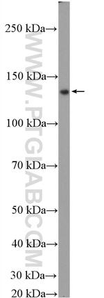 GOLGA2/GM130 Antibody in Western Blot (WB)