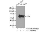 IRF3 Antibody in Immunoprecipitation (IP)