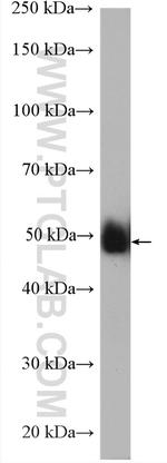 IRF3 Antibody in Western Blot (WB)