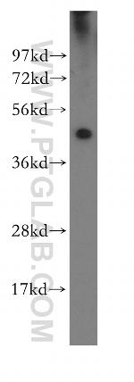 IRF3 Antibody in Western Blot (WB)