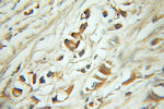 EYA2 Antibody in Immunohistochemistry (Paraffin) (IHC (P))