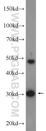 TOLLIP Antibody in Western Blot (WB)