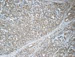 Aminoacylase 1 Antibody in Immunohistochemistry (Paraffin) (IHC (P))