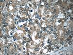 Aminoacylase 1 Antibody in Immunohistochemistry (Paraffin) (IHC (P))