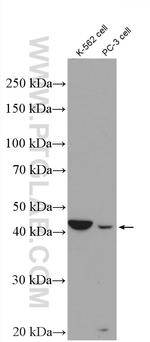 Aminoacylase 1 Antibody in Western Blot (WB)