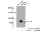 OSBPL11 Antibody in Immunoprecipitation (IP)