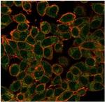 ECD/ SGT1 Antibody in Immunocytochemistry (ICC/IF)