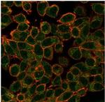 ECD/SGT1 Antibody in Immunocytochemistry (ICC/IF)