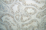 NASP Antibody in Immunohistochemistry (Paraffin) (IHC (P))