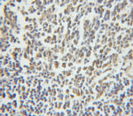 NASP Antibody in Immunohistochemistry (Paraffin) (IHC (P))