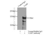 NASP Antibody in Immunoprecipitation (IP)