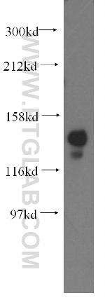 NASP Antibody in Western Blot (WB)