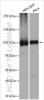 DDX20 Antibody in Western Blot (WB)