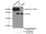 LAT Antibody in Immunoprecipitation (IP)