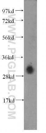 DNASE1L3 Antibody in Western Blot (WB)