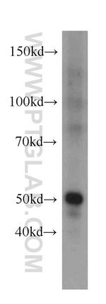 PTP1B Antibody in Western Blot (WB)