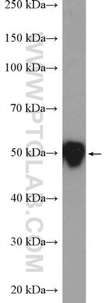 PTP1B Antibody in Western Blot (WB)