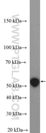 PTP1B Antibody in Western Blot (WB)