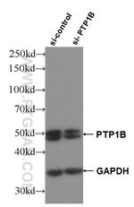 PTP1B Antibody in Western Blot (WB)