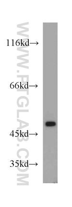 PTP1B Antibody in Western Blot (WB)