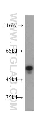 PTP1B Antibody in Western Blot (WB)