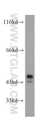 PTP1B Antibody in Western Blot (WB)