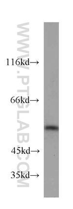 PTP1B Antibody in Western Blot (WB)