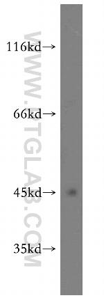 PTP1B Antibody in Western Blot (WB)