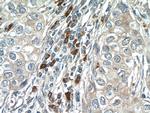 IRF1 Antibody in Immunohistochemistry (Paraffin) (IHC (P))