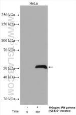 IRF1 Antibody in Western Blot (WB)