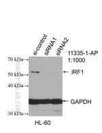 IRF1 Antibody in Western Blot (WB)