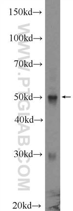 IRF1 Antibody in Western Blot (WB)