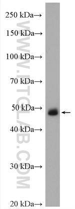 IRF1 Antibody in Western Blot (WB)