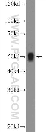 IRF1 Antibody in Western Blot (WB)