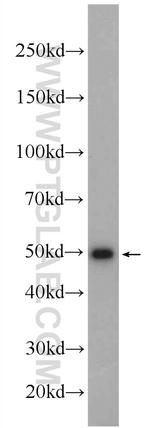 IRF1 Antibody in Western Blot (WB)