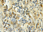 HOP2 Antibody in Immunohistochemistry (Paraffin) (IHC (P))