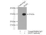 HOP2 Antibody in Immunoprecipitation (IP)