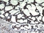 HDGF Antibody in Immunohistochemistry (Paraffin) (IHC (P))