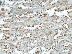 HDGF Antibody in Immunohistochemistry (Paraffin) (IHC (P))